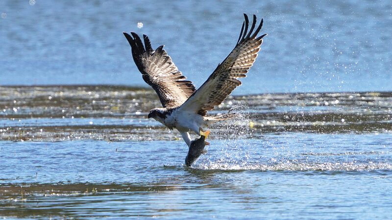 Inside Beijing's Raptor Rescue: A Journey Through the BRRC's Feathered Haven video poster