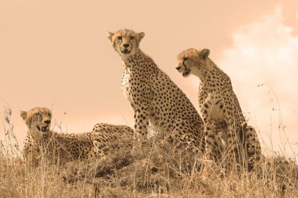 International Cheetah Day: Saving the World’s Fastest Land Mammal International_Cheetah_Day__Saving_the_World_s_Fastest_Land_Mammal video poster