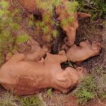 International Children's Day: Celebrating the Joy of Youth in Humans and Animals video poster