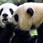 International Kissing Day: Exploring Affection in the Animal Kingdom