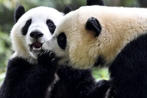 International Kissing Day: Exploring Affection in the Animal Kingdom International Kissing Day: Exploring Affection in the Animal Kingdom