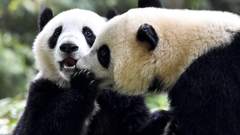 International_Kissing_Day_Exploring_Affection_in_the_Animal_Kingdom - Khabar Asia International Kissing Day: Exploring Affection in the Animal Kingdom