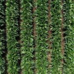 International_Scientists_Unite_to_Protect_China_s_Black_Soil