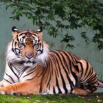 International Tiger Day Celebrated at Malaysia's Zoo Negara video poster
