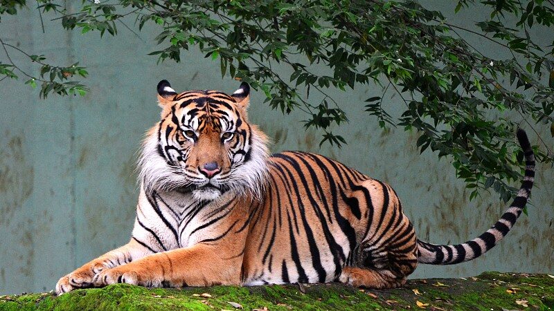 International Tiger Day Celebrated at Malaysia's Zoo Negara video poster
