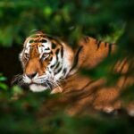 International_Tiger_Day__The_Urgent_Call_to_Protect_Asia_s_Majestic_Wildcats