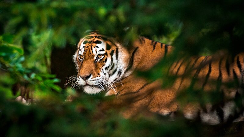 International_Tiger_Day__The_Urgent_Call_to_Protect_Asia_s_Majestic_Wildcats - Khabar Asia International_Tiger_Day__The_Urgent_Call_to_Protect_Asia_s_Majestic_Wildcats