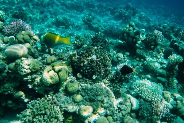 Israeli Researchers Detect Common Drug Residues in Red Sea Corals Israeli_Researchers_Detect_Common_Drug_Residues_in_Red_Sea_Corals