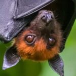 Israeli Researchers Find Wild Bats Exhibit Advanced Human-Like Cognition