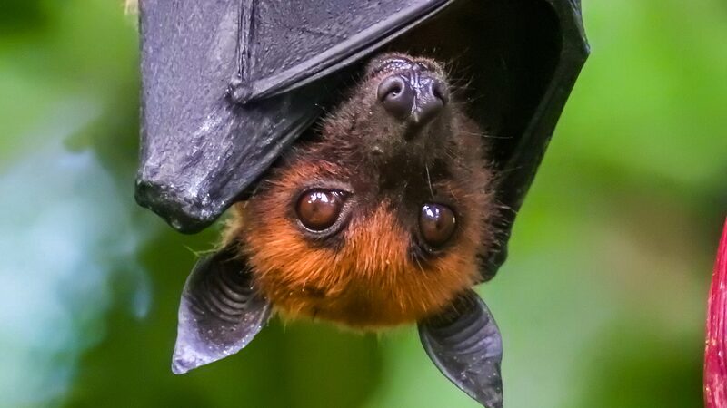 Israeli_Researchers_Find_Wild_Bats_Exhibit_Advanced_Human-Like_Cognition - Khabar Asia Israeli Researchers Find Wild Bats Exhibit Advanced Human-Like Cognition