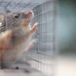Israeli Researchers Unveil How Trauma Alters Brain Responses in Mice