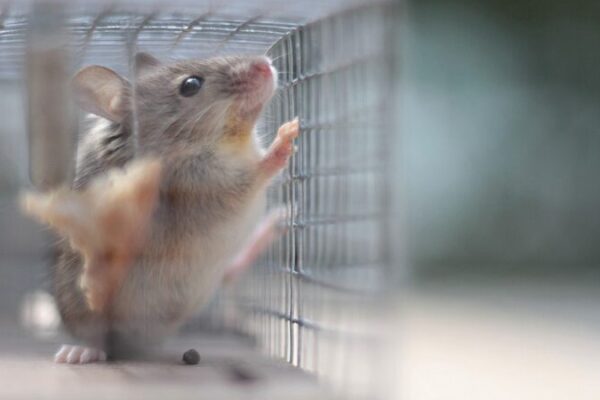 Israeli Researchers Unveil How Trauma Alters Brain Responses in Mice Israeli Researchers Unveil How Trauma Alters Brain Responses in Mice