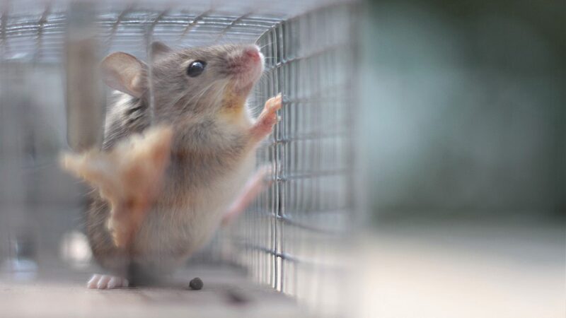 Israeli_Researchers_Unveil_How_Trauma_Alters_Brain_Responses_in_Mice - Khabar Asia Israeli Researchers Unveil How Trauma Alters Brain Responses in Mice