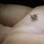 Japan Confirms First Human-to-Human Transmission of Tick-Borne SFTS Virus