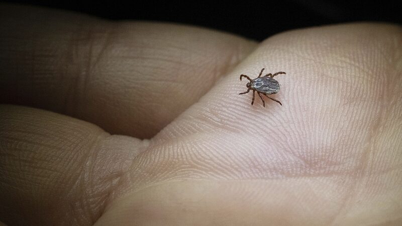 Japan_Confirms_First_Human-to-Human_Transmission_of_Tick-Borne_SFTS_Virus - Khabar Asia Japan Confirms First Human-to-Human Transmission of Tick-Borne SFTS Virus