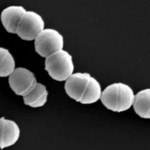 Japan_Reports_Over_1_100_Cases_of__Flesh_Eating_Bacteria__Infections - Khabar Asia Japan_Reports_Over_1_100_Cases_of__Flesh_Eating_Bacteria__Infections