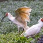 Japan_Returns_16_Crested_Ibises_to_China__Renewing_Conservation_Partnership