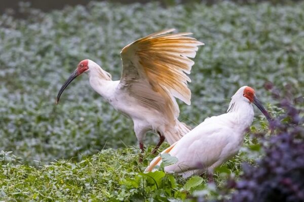 Japan Returns 16 Crested Ibises to China, Renewing Conservation Partnership Japan_Returns_16_Crested_Ibises_to_China__Renewing_Conservation_Partnership
