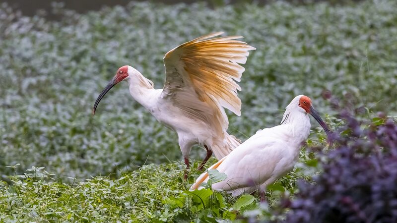 Japan_Returns_16_Crested_Ibises_to_China__Renewing_Conservation_Partnership - Khabar Asia Japan_Returns_16_Crested_Ibises_to_China__Renewing_Conservation_Partnership