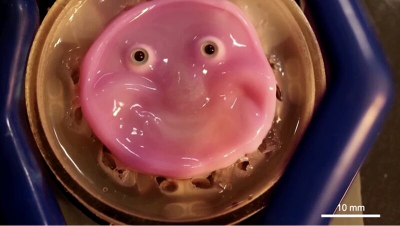 Japanese_Scientists_Make_Robot_Face__Smile__with_Living_Skin_in_Breakthrough