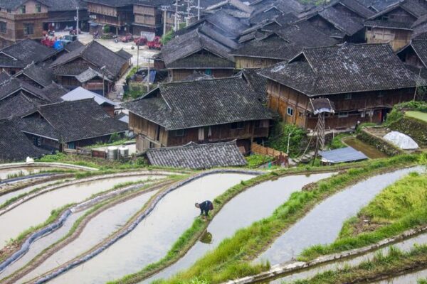 Jiaju Village: The Miao Gem Nestled in Guizhou’s Rice Terraces Jiaju_Village__The_Miao_Gem_Nestled_in_Guizhou_s_Rice_Terraces