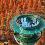 Jiangsu_s_Dongtai_Huanghai_National_Forest_Park_Transforms_into_a_Sea_of_Colorful_Metasequoia_Trees