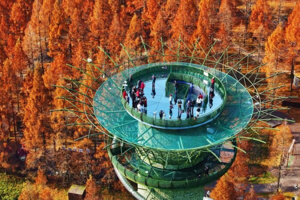 Jiangsu’s Dongtai Huanghai National Forest Park Transforms into a Sea of Colorful Metasequoia Trees Jiangsu_s_Dongtai_Huanghai_National_Forest_Park_Transforms_into_a_Sea_of_Colorful_Metasequoia_Trees
