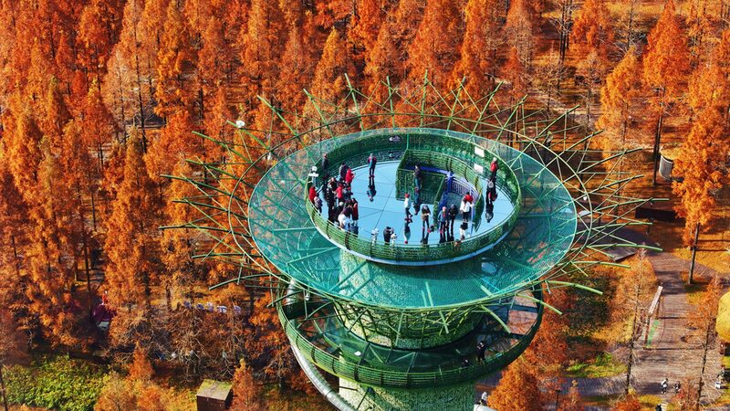 Jiangsu_s_Dongtai_Huanghai_National_Forest_Park_Transforms_into_a_Sea_of_Colorful_Metasequoia_Trees - Khabar Asia Jiangsu_s_Dongtai_Huanghai_National_Forest_Park_Transforms_into_a_Sea_of_Colorful_Metasequoia_Trees