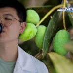 Journey into Greek Olive Oil: CGTN's Gou Tianqi Explores Crete's Liquid Gold video poster