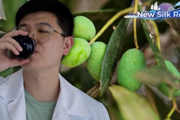 Journey into Greek Olive Oil: CGTN’s Gou Tianqi Explores Crete’s Liquid Gold Journey into Greek Olive Oil: CGTN's Gou Tianqi Explores Crete's Liquid Gold video poster