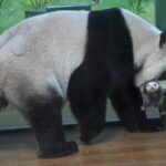 Journey_of_Giant_Panda_Triplet_Meng_Meng_and_Her_Newborn_Cub video poster