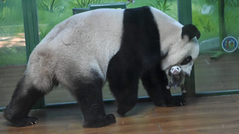 Journey_of_Giant_Panda_Triplet_Meng_Meng_and_Her_Newborn_Cub_poster - Khabar Asia Journey_of_Giant_Panda_Triplet_Meng_Meng_and_Her_Newborn_Cub video poster