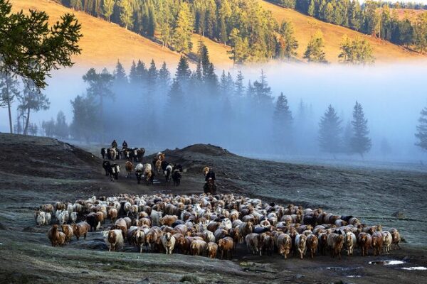 Journey to Altay: ‘To the Wonder’ Showcases Xinjiang’s Hidden Gem Journey to Altay: 'To the Wonder' Showcases Xinjiang's Hidden Gem