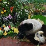 Joy_at_Guangzhou_Zoo_as_Panda_Siblings_Xing_Yi_and_Ya_Yi_Turn_11