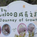 Joyful_Celebrations_Mark_100_Days_of_Hong_Kong_s_Panda_Twins