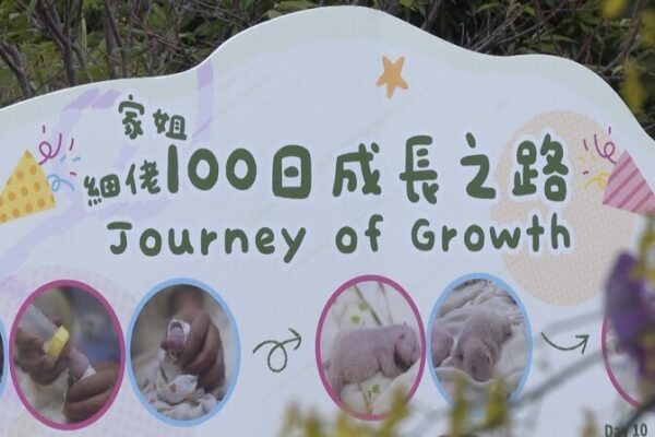 Joyful Celebrations Mark 100 Days of Hong Kong’s Panda Twins Joyful_Celebrations_Mark_100_Days_of_Hong_Kong_s_Panda_Twins