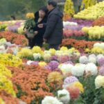 Kaifeng's Chrysanthemum Festival: A Blooming Heritage video poster