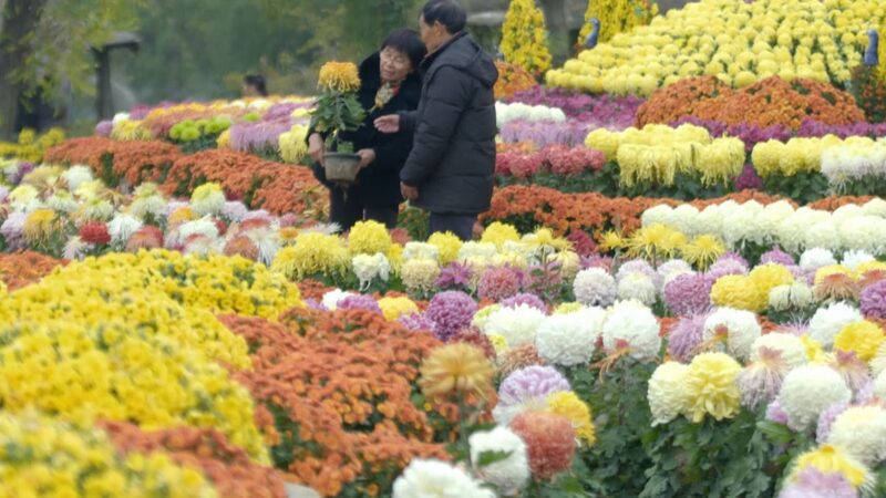 Kaifengs_Chrysanthemum_Festival_A_Blooming_Heritage_poster - Khabar Asia Kaifeng's Chrysanthemum Festival: A Blooming Heritage video poster