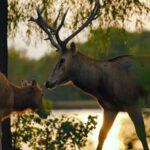 Keepers_and_Milu_Deer_Form_Close_Bonds_at_Jiangsu_s_Dafeng_Reserve video poster