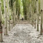 Kekeya__Turning_Deserts_into_Green_Miracles_in_China_s_Xinjiang video poster