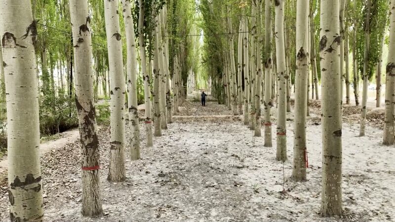 Kekeya__Turning_Deserts_into_Green_Miracles_in_China_s_Xinjiang_poster - Khabar Asia Kekeya__Turning_Deserts_into_Green_Miracles_in_China_s_Xinjiang video poster