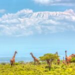 Kenya Allocates $1.86 Million for Nationwide 2024 Wildlife Census