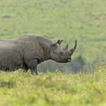 Kenya_Begins_Relocating_Endangered_Black_Rhinos_to_Safer_Habitats - Khabar Asia Kenya Begins Relocating Endangered Black Rhinos to Safer Habitats