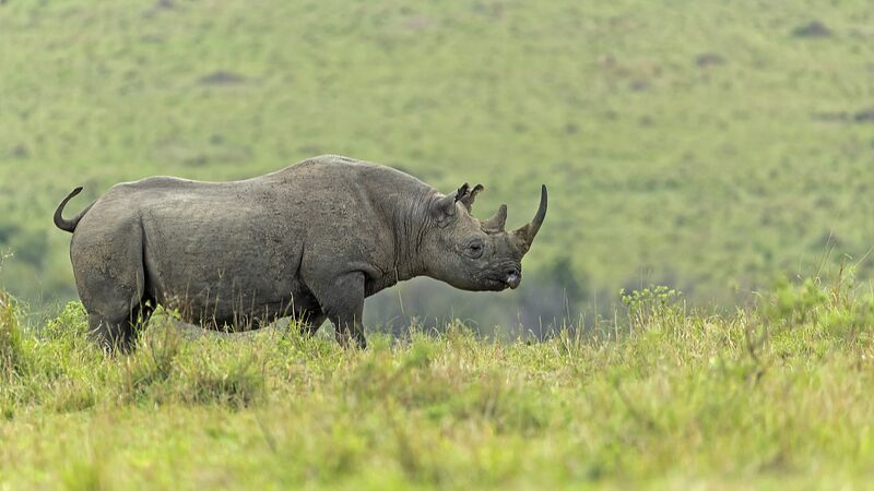 Kenya_Begins_Relocating_Endangered_Black_Rhinos_to_Safer_Habitats - Khabar Asia Kenya Begins Relocating Endangered Black Rhinos to Safer Habitats