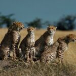 Kenya Introduces New Compensation Scheme for Victims of Wildlife Attacks