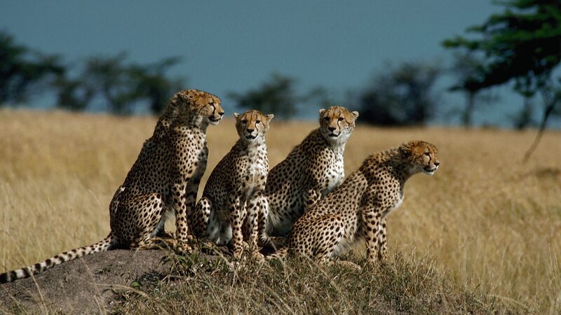 Kenya_Introduces_New_Compensation_Scheme_for_Victims_of_Wildlife_Attacks - Khabar Asia Kenya Introduces New Compensation Scheme for Victims of Wildlife Attacks
