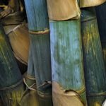 Kenya_Launches_China_Supported_Bamboo_Initiative_to_Combat_Floods_Along_Nzoia_River
