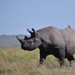 Kenya_Launches_Rhino_Ear_Notching_Initiative_to_Boost_Conservation