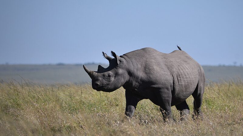 Kenya_Launches_Rhino_Ear_Notching_Initiative_to_Boost_Conservation - Khabar Asia Kenya_Launches_Rhino_Ear_Notching_Initiative_to_Boost_Conservation