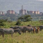 Kenya Launches Year-Long Wildlife Census to Enhance Conservation Efforts